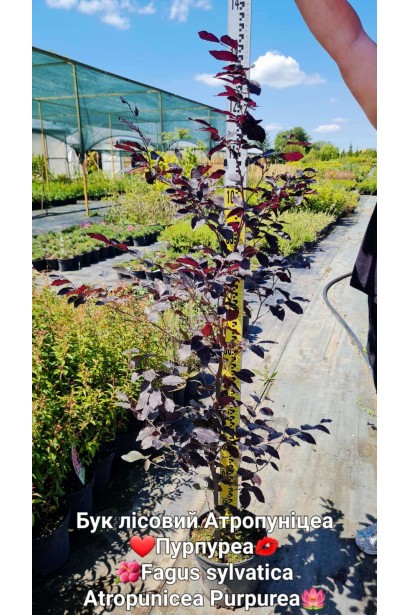 Бук лісовий Атропуніцеа Пурпуреа - 5л/вис.120-140см/Ø30-40см